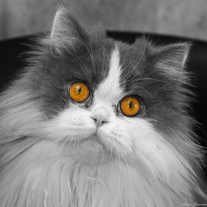 Une image contenant chat domestique, chat, mammif�re, int�rieur

Description g�n�r�e automatiquement