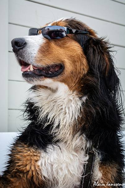 Une image contenant chien, mammif�re, assis, brun

Description g�n�r�e automatiquement