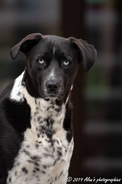 Une image contenant chien, int�rieur, assis, noir

Description g�n�r�e automatiquement