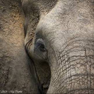 Une image contenant mammif�re, ext�rieur, �l�phant, debout

Description g�n�r�e automatiquement