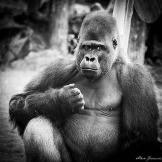 Une image contenant primate, mammif�re, ext�rieur, singe

Description g�n�r�e automatiquement