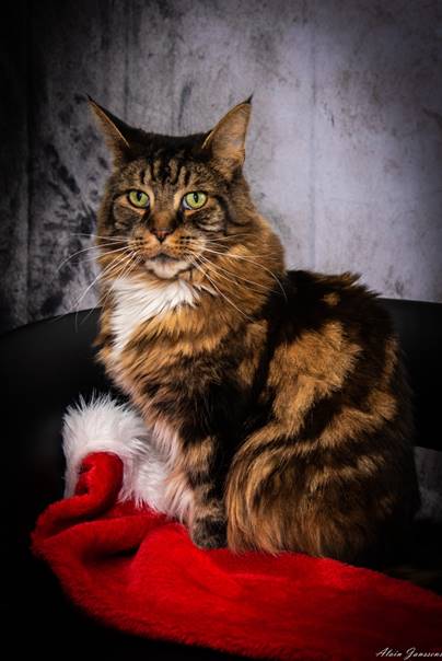 Une image contenant chat, int�rieur, mur, assis

Description g�n�r�e automatiquement